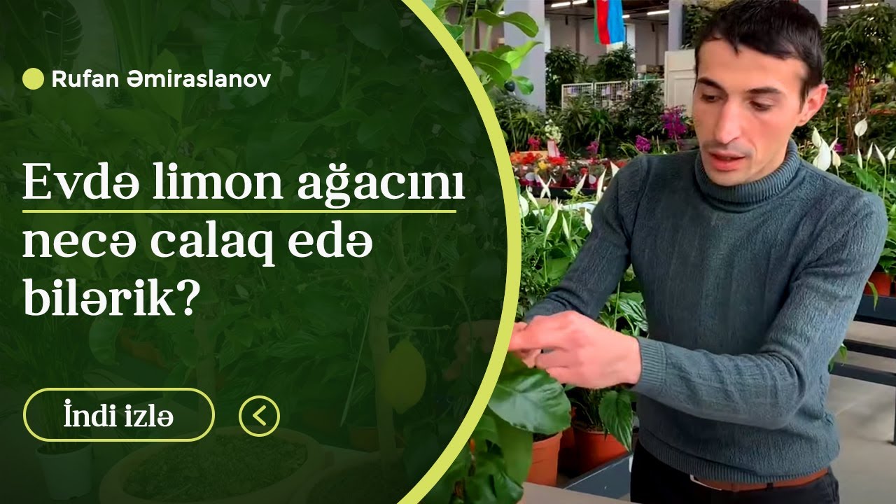 Evdə Limon ağacı necə calaq (peyvənd) edilir?