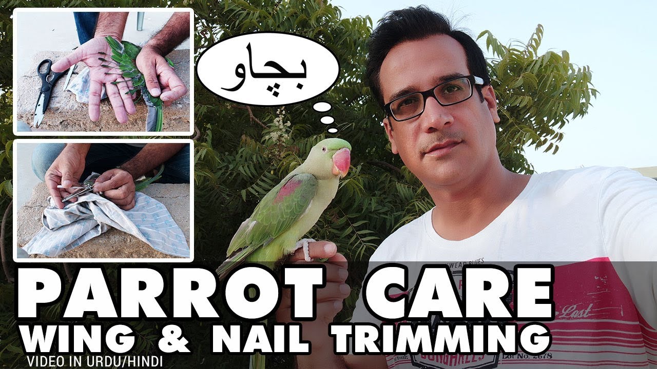 Parrot Care | Nail and Wing Clipping | Bird Grooming Tips | Video in URDU/HINDI