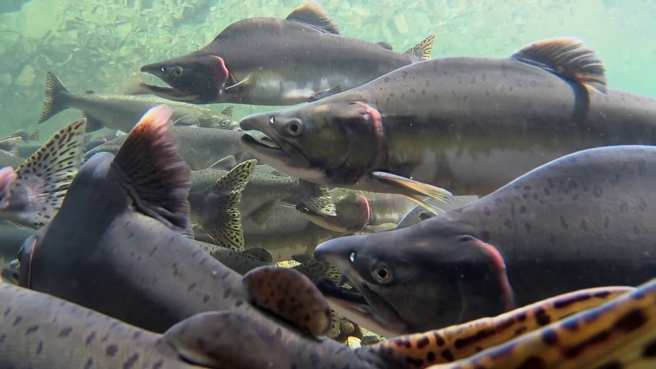 Pink Salmon Run, Stawamus River - Sawa7elt, Átl’ka7tsem/ Howe Sound