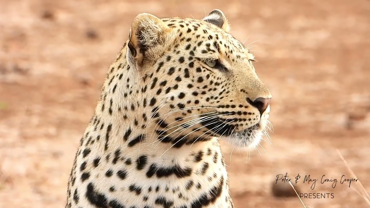 What happened to Frikkie the Leopard?