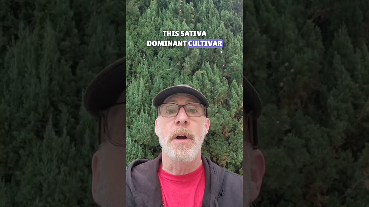 Sour Jack #420 #cannabiseducation #cannabisismedicine #cultivar #weedologywil #wewicke