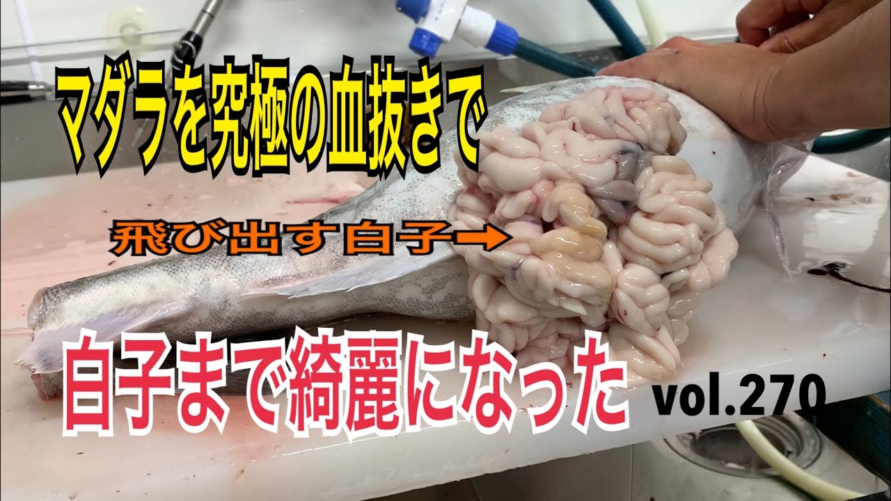 マダラを究極の血抜きで白子まで綺麗になった編 vol.270