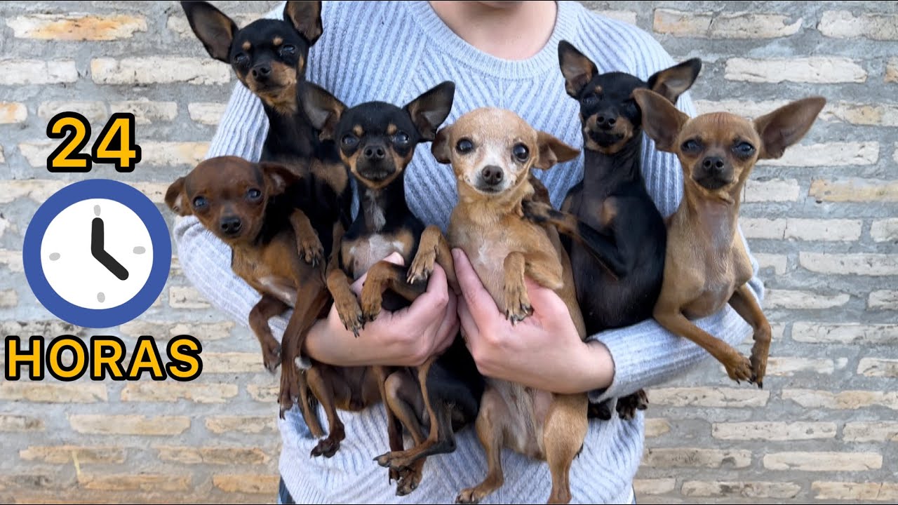 24 HORAS COM MEUS CACHORROS!! Passei Um Dia Inteiro Cuidando, Filmando e Brincando C/ Meus Pinschers