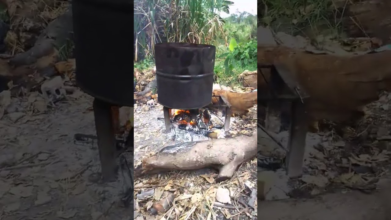c&oacute;mo preparar comida para CERDOS #cerdos #comida #campo #agricultura #viral