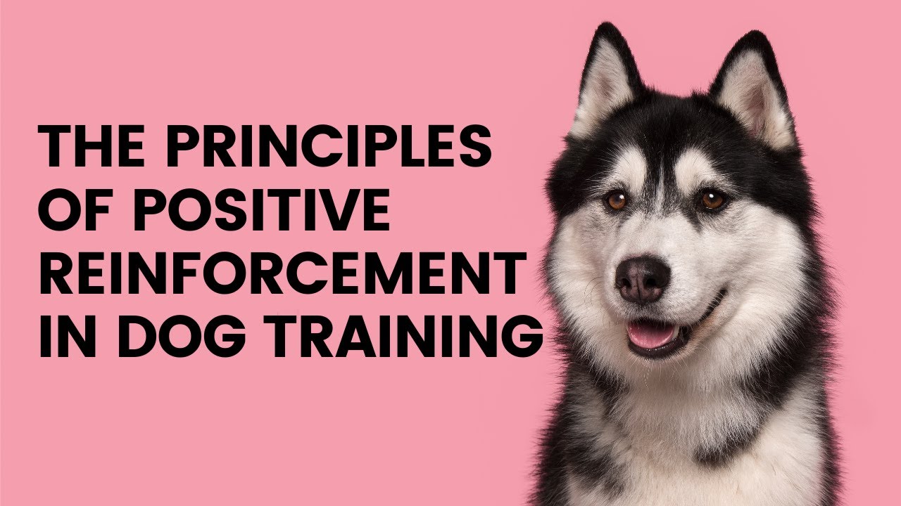 The Principles Of Positive Reinforcement In Dog Training