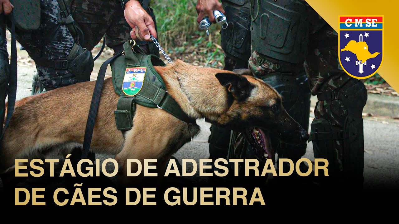 Estágio ensina como adestrar cães de guerra