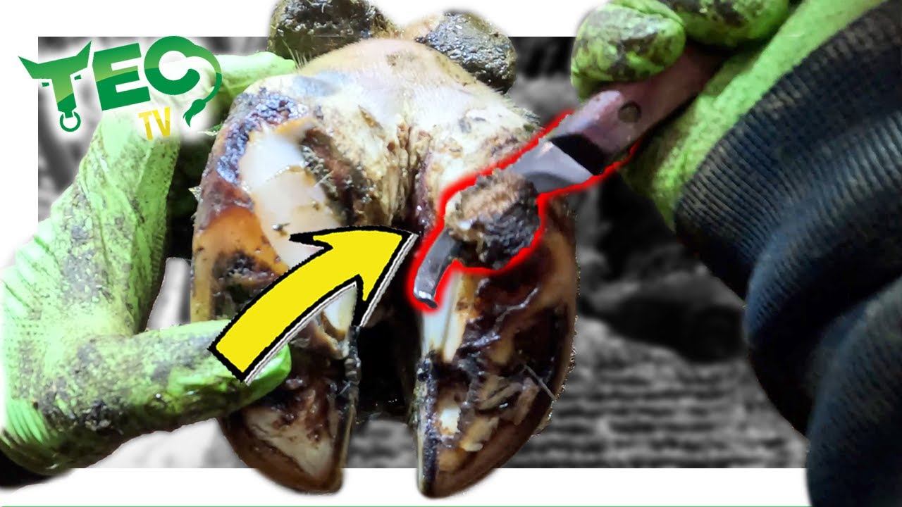 STRIPPING Back Layers & Layers of COW HOOF | TEC TV