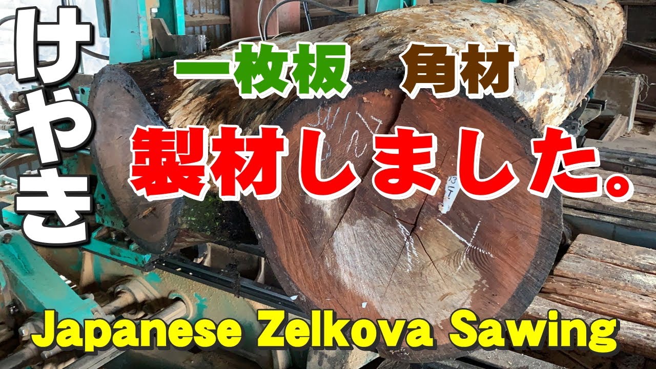 【二股のケヤキ】長いケヤキ原木を製材【木の店さんもく】Japanese Zelkova Sawing