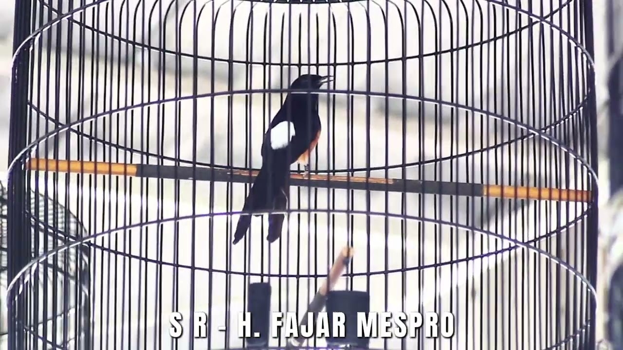 MURAI BATU S R - H. FAJAR MESPRO DOUBLE WINNER DI SPESIAL PJB | SPEK SMM 🥶