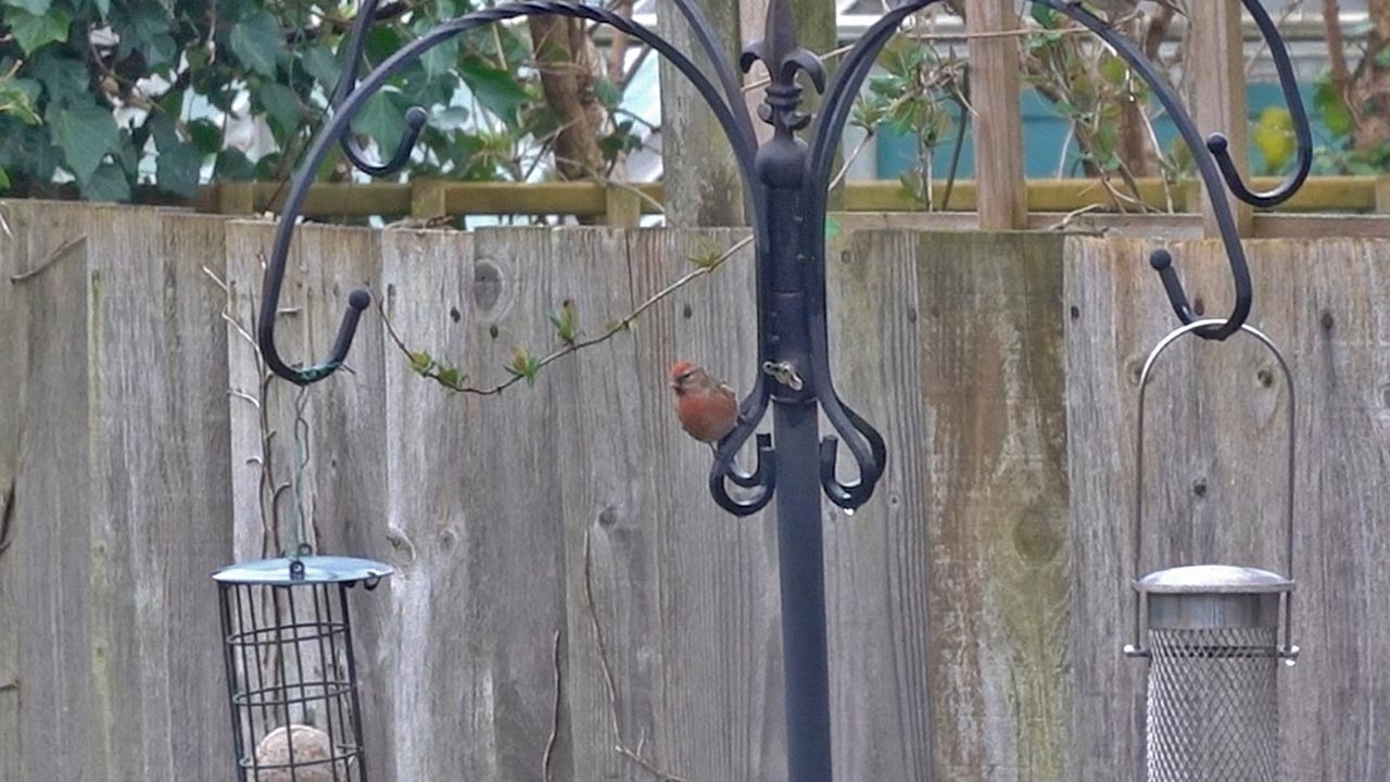 Garden Birds of Warwickshire: (Lesser) Redpoll