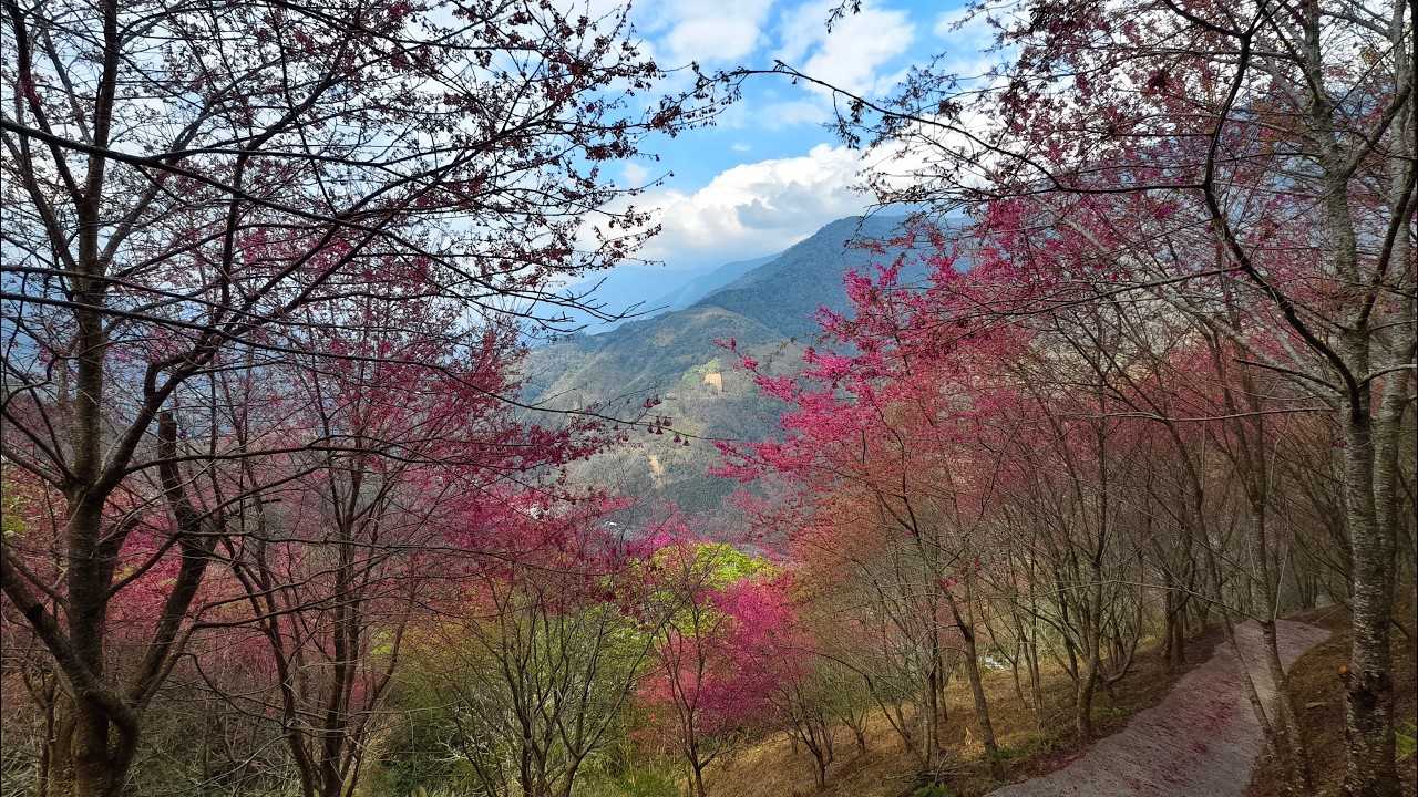 2026/2/12望高茶園櫻花