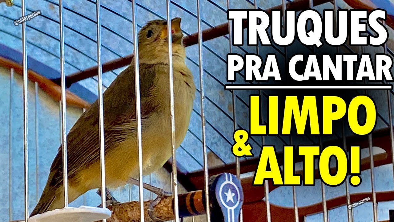 TRUQUES simples de fazer papa-capim pardo cantar limpo e alto