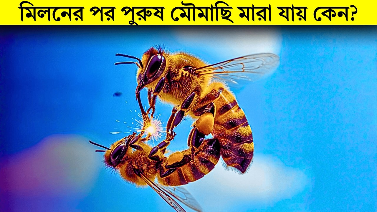 মিলনের পর পুরুষ মৌমাছি মারা যায় কেন ? || Honey Bee Mating.