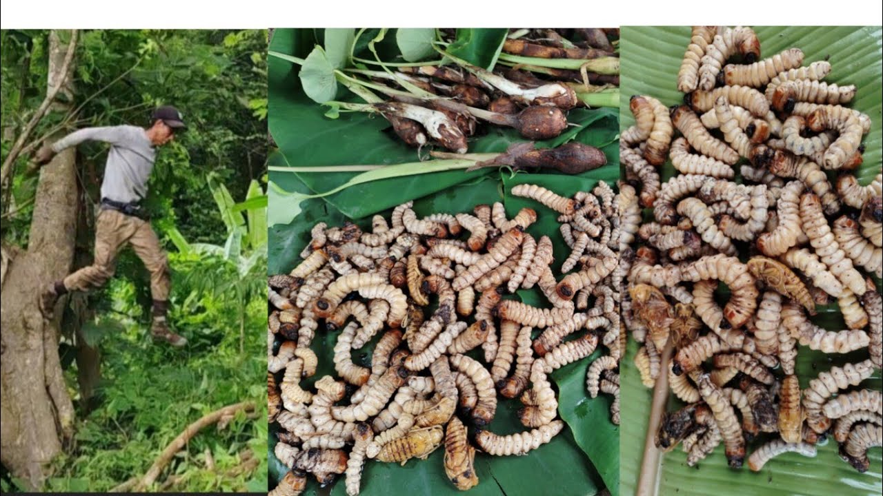 Collecting wood worm in the jungle with my wife @Alho vlog @Hoghili vlog #viralvideo