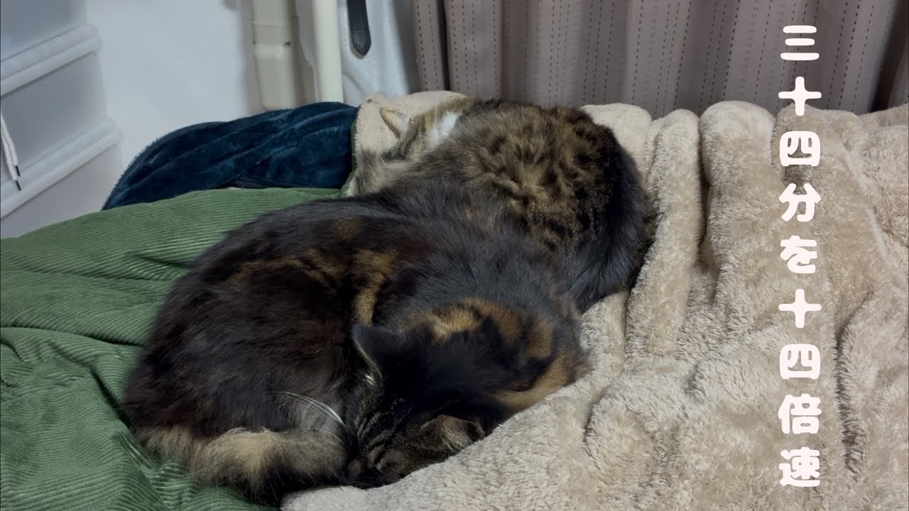 【倍速】今日の昼寝#10 #大豆さん #小豆島 さん #猫のいる暮らし 