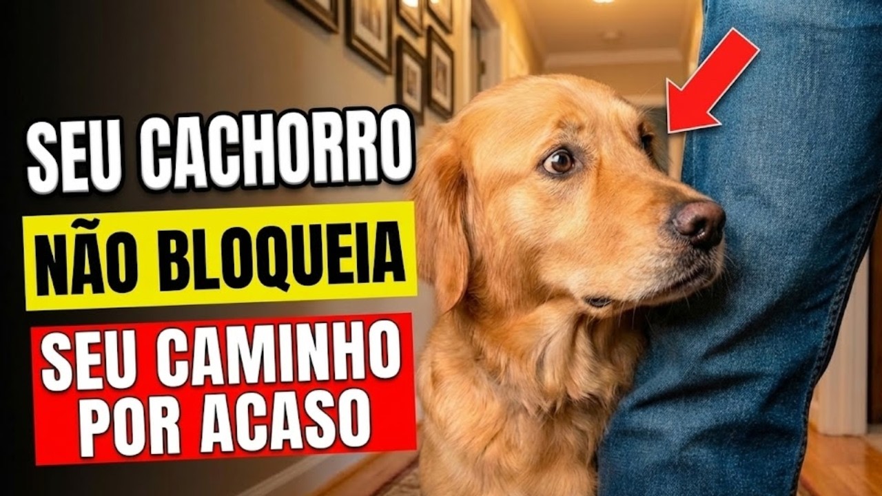 Por Que O Cachorro Fica No Seu Caminho? (Não É Teimosia!)