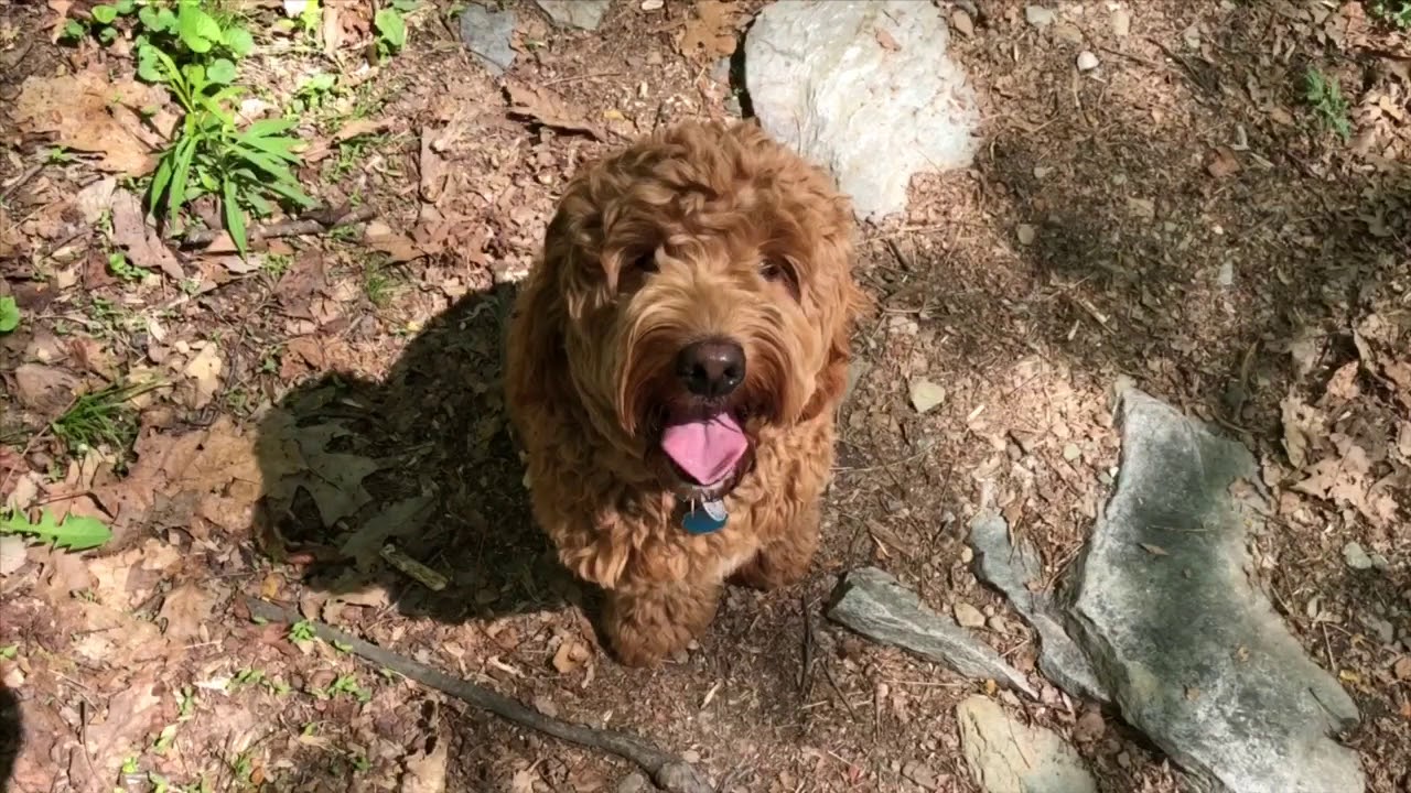 Off Leash Hiking with Dogs