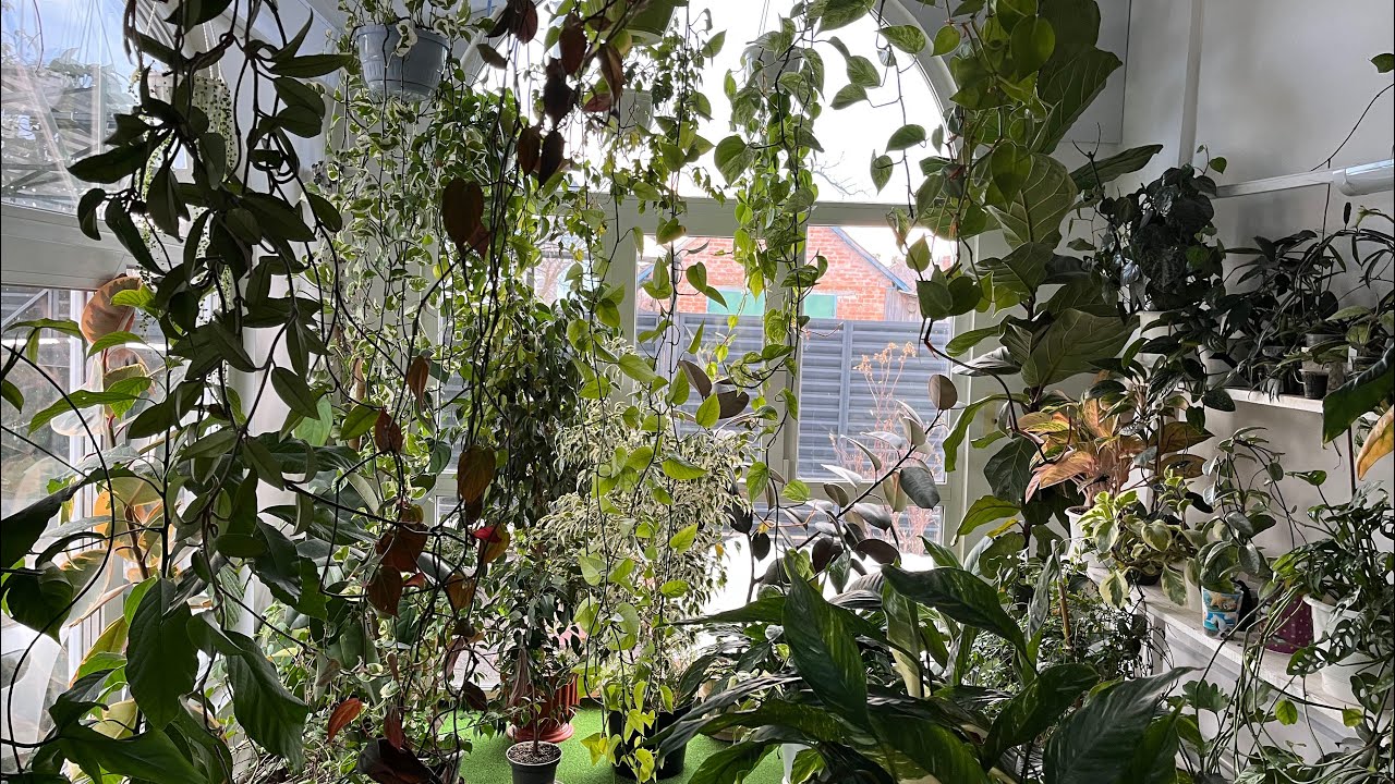 ОГЛЯД ОРАНЖЕРЕЇ 🌿🪴оговтуємося після важкої зими💚🌿🪴