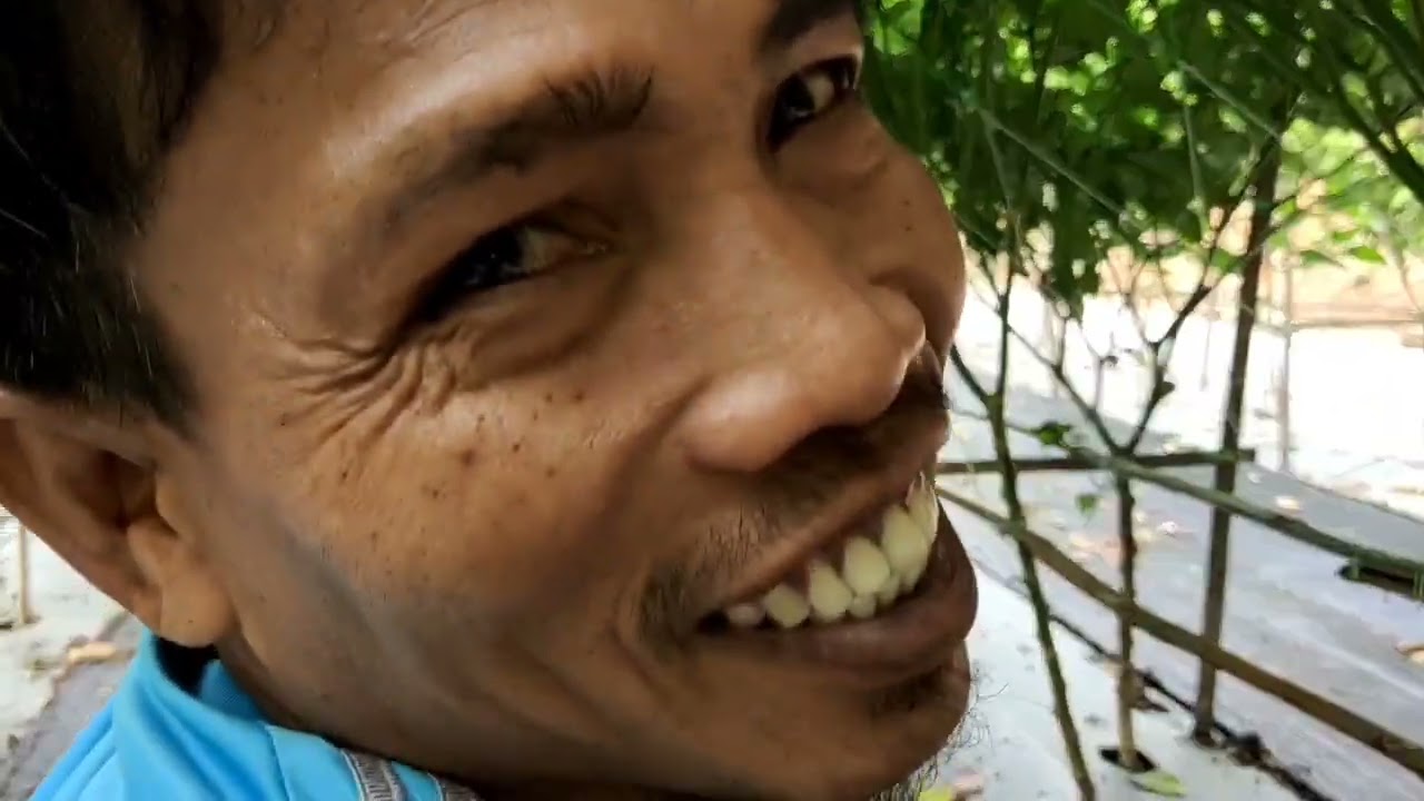 92) Petik Cili Api Kampung ke 90 Kilogram..usia 110 hst..Alhamdulillah.🌶