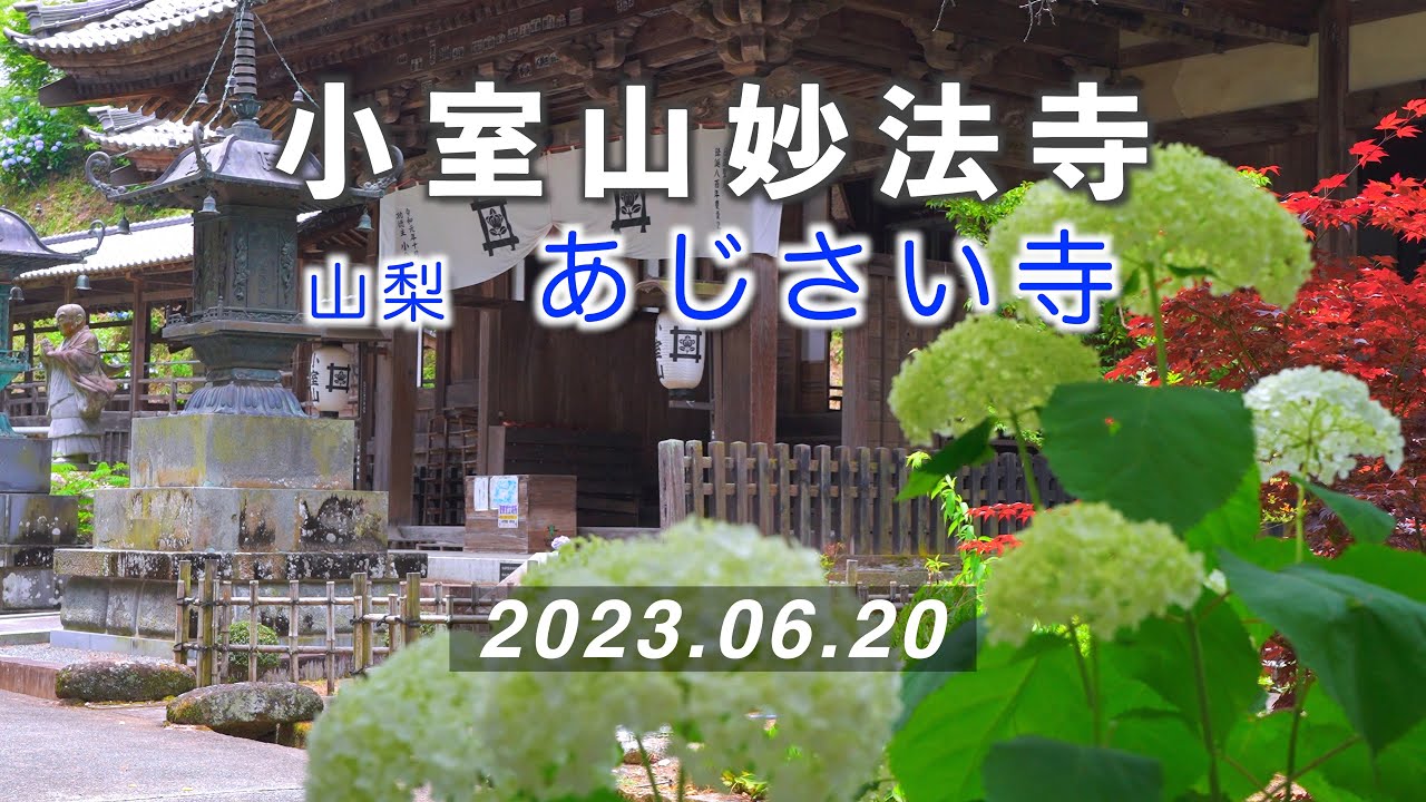2023.06.20 あじさいが見頃 / 日蓮宗本山「小室山妙法寺」 [4K] #Hydrangea  #Yamanashi