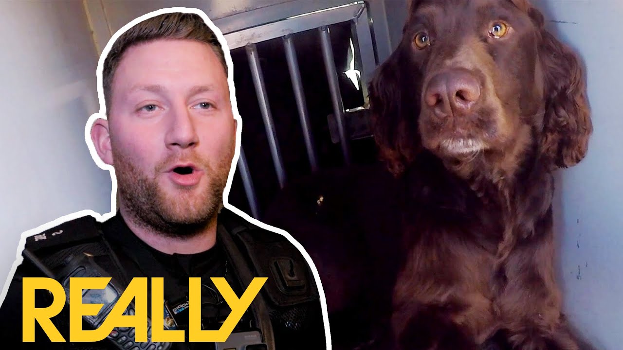 Sniffer Dog Accidentally Drinks Bong Water! | Dog Detectives