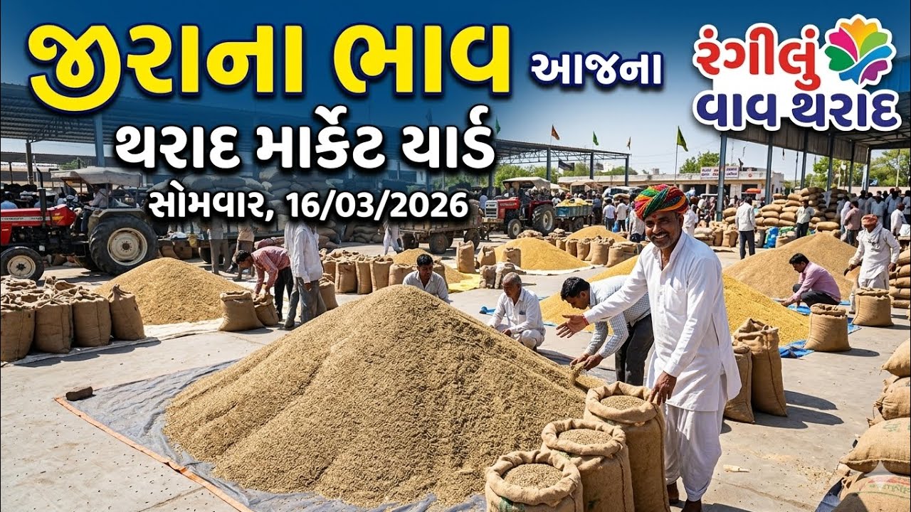 આજના જીરાના ભાવ થરાદ માર્કેટ યાર્ડ | Tharad Market Yard Jira Bazar Bhav Today | 16 March 2026