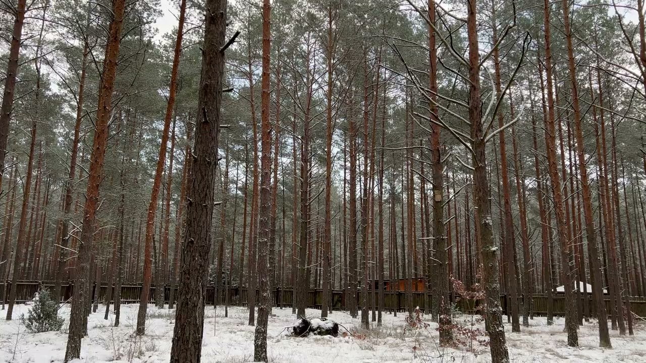 Peaceful Snowy Forest | Relax, Unwind, Breathe