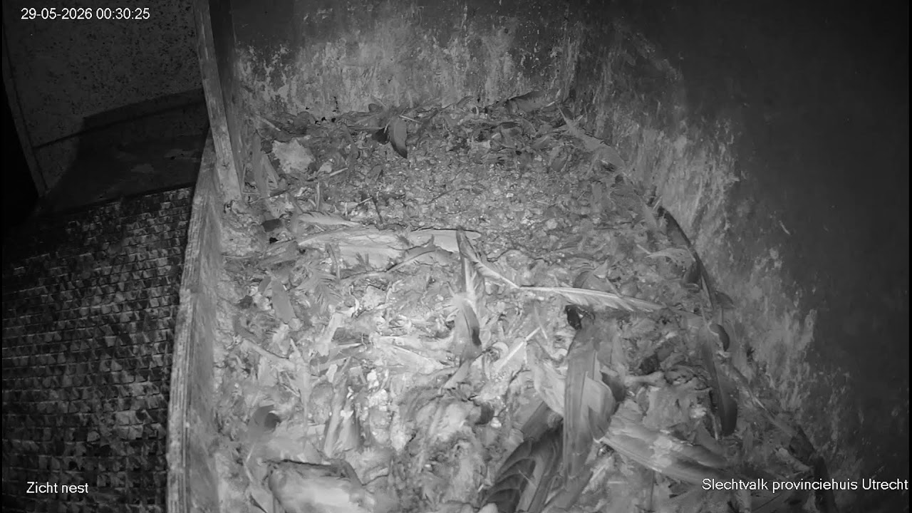 Slechtvalk Provinciehuis Utrecht, camera op nest