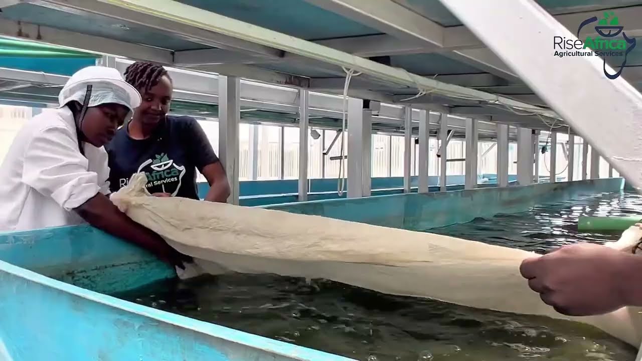 Clean, Efficient, Sustainable: Fish Harvesting at Vertical Lake