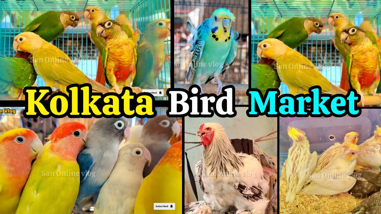 600 টাকায় ককটেলের বাচ্চা | Kolkata Bird Market | Exotic Bird Price | Gallif Street | 26/10/2025