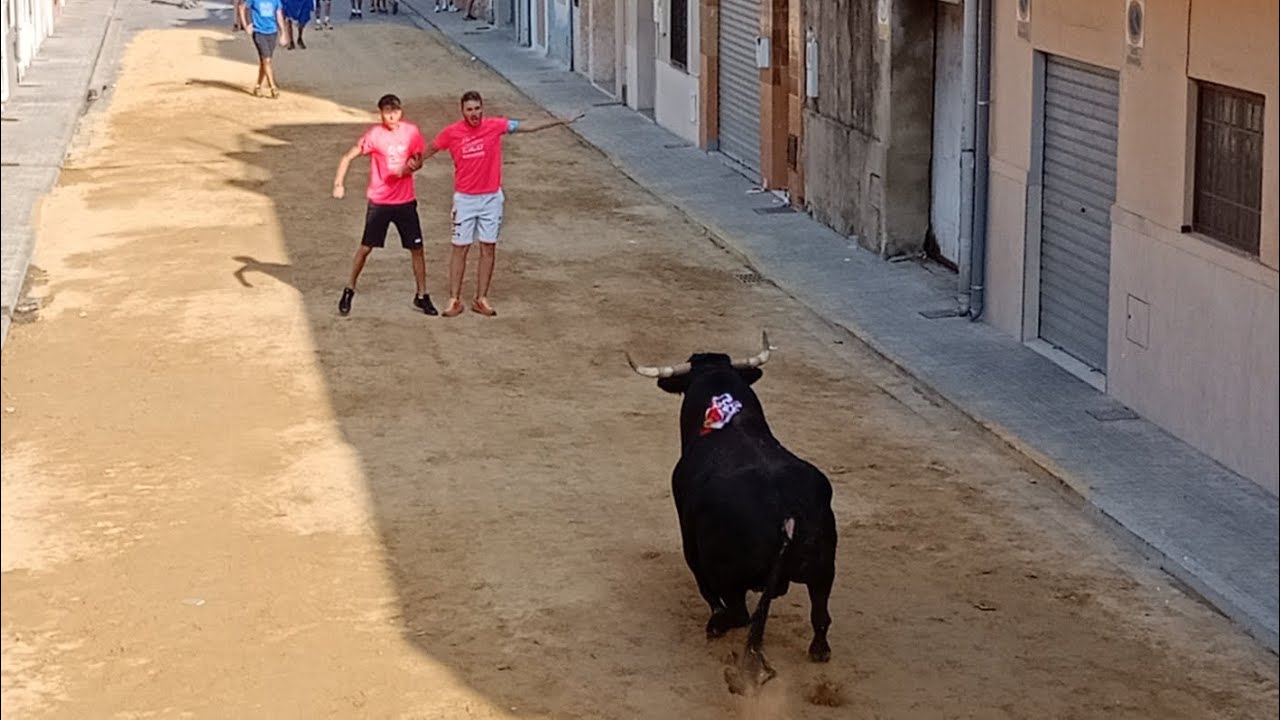 Festejos Taurinos en Massalfassar 2025 - Toro de Lagunajanda. Penya Taurina Massalfasar. 19/07/2025