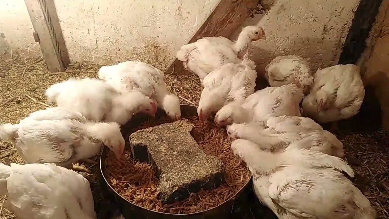 كيفه التعامل مع الفراخ البيضه جميع الاعمار 