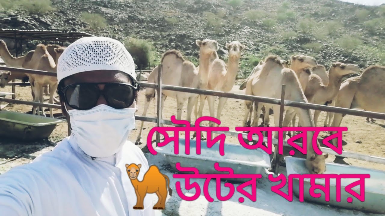 উটের খামার|সৌদি আরব| Hasan Mahmud
