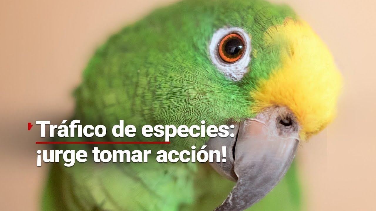 Loros de cabeza amarilla al borde de la extinción: ¿serán suficientes los esfuerzos por salvarlos?