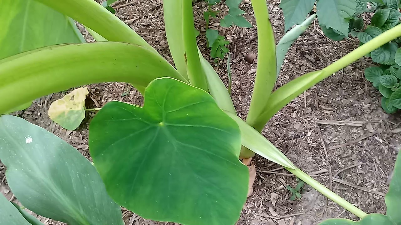 132#. Colocasia esculenta : liść flagowy (pęd kwiatowy)