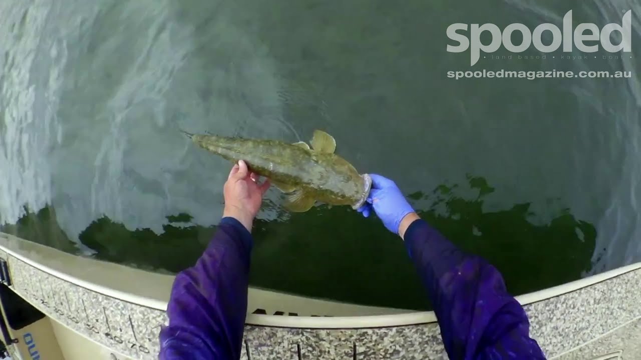 Flathead research programs