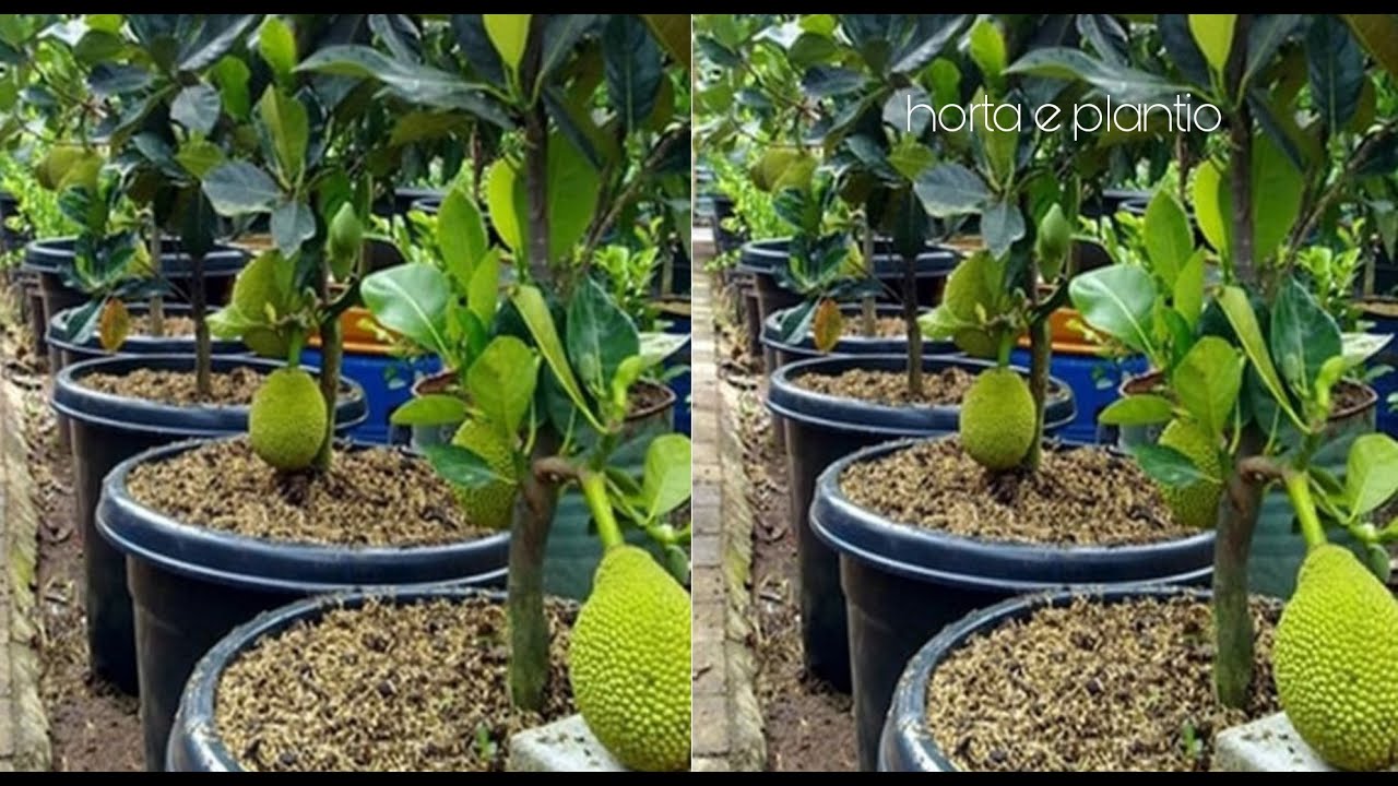 coloque um galho de jaca dentro desse produto e crie várias raízes
