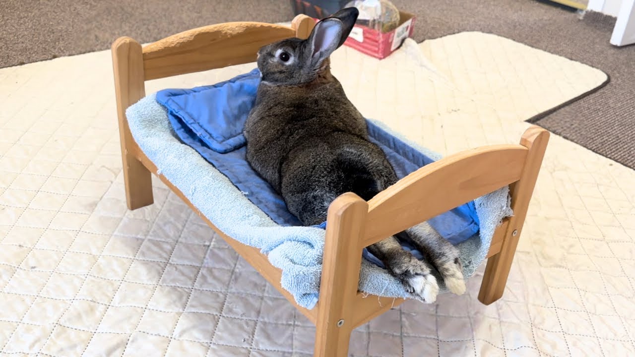 Funny Rabbit Sploot in Bed!🐰😄