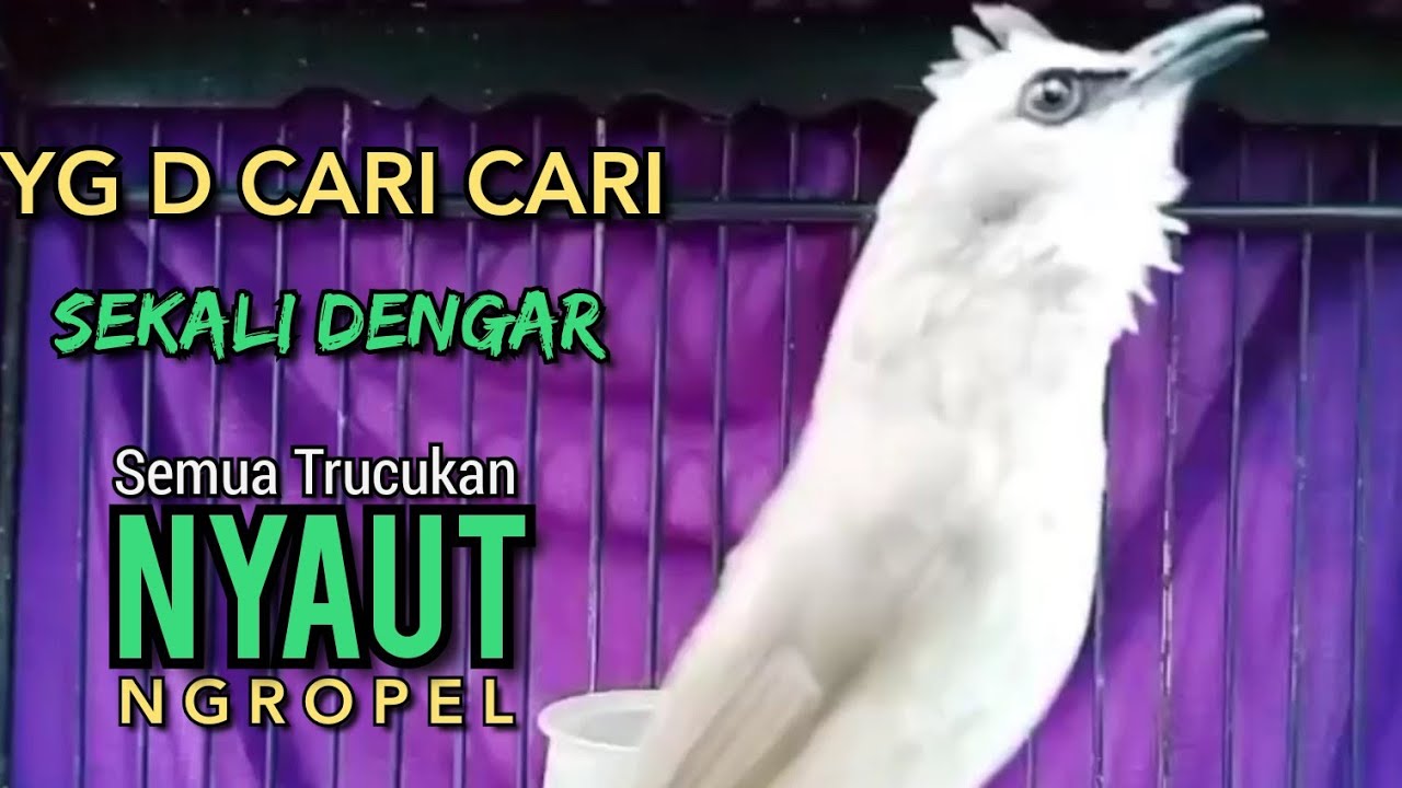 Suara Trucukan YG D SUKAI LAWAN ‼️ SEKALI DENGAR SEMUA TRUCUKAN NYAUT NGROPEL SEKETIKA ‼️