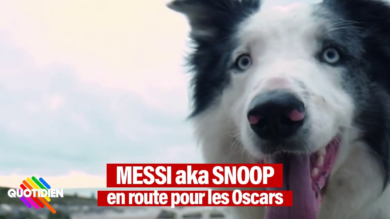 Messi, le chien star d'Anatomie d'une chute devenue nouvelle coqueluche d'Hollywood