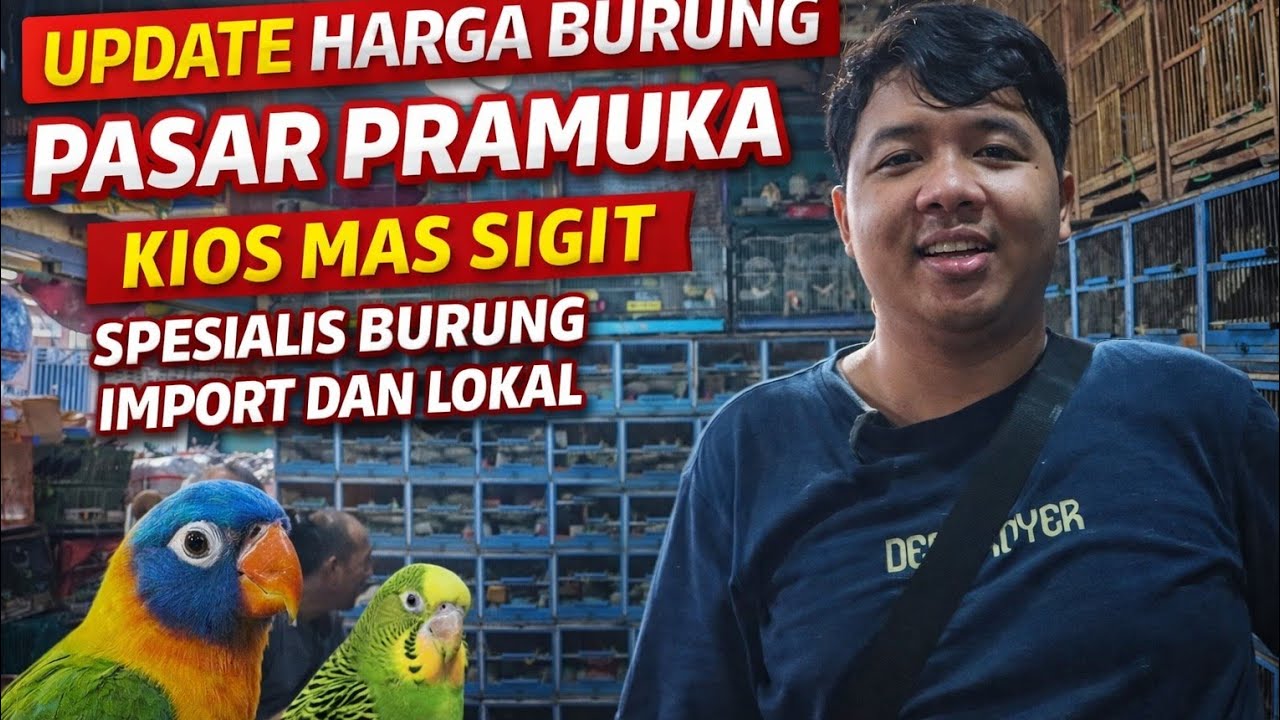 UPDATE HARGA BURUNG PASAR PRAMUKA, KIOS MAS SIGIT SPESIALIS BURUNG IMPORT DAN LOKAL #kicaumania