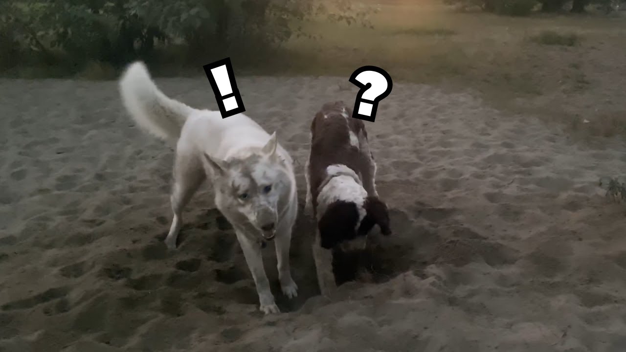 The BEST Dog Hole Digging Challenge