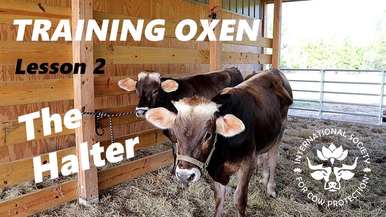 Training Oxen by Voice Commands Lesson 2 The Halter