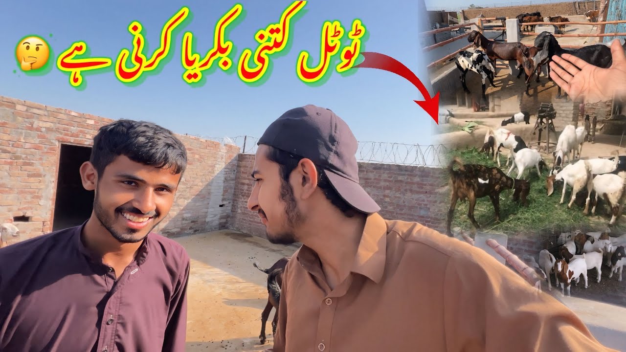 Suhaib Ne Total Kitni Our Goats Lani Hai🤔Big Investment Karni Ha🥰koki pendu/Zohaib pendu/Hamza sidhu