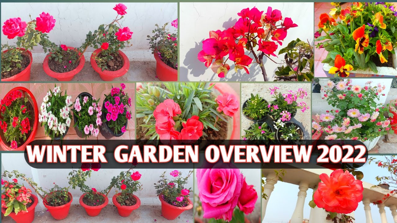 WINTER GARDEN OVERVIEW 2022 | DECEMBER TERRACE GARDEN OVERVIEW 🌹🌸