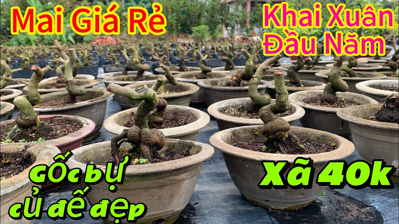 7/3/ 2026 Mai vàng giá rẻ📲0379703239 Thuận, Khai xuân đầu năm xã rẻ lô mai gốc nhớt giá rẻ