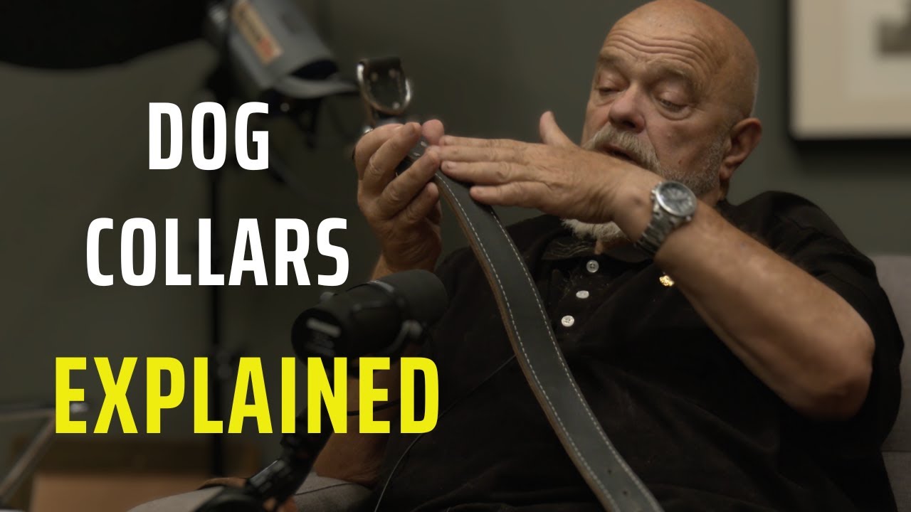 Different Dog Collars Different Uses