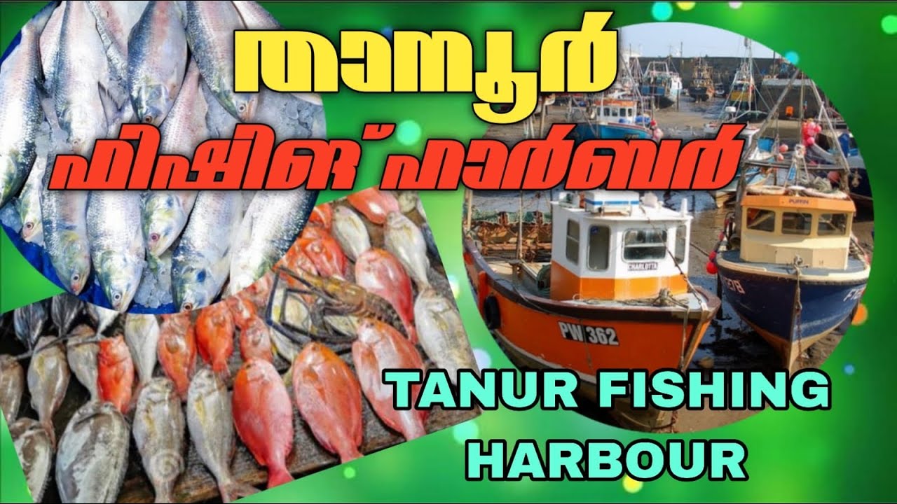 താനൂർ ഫിഷ് ഹാർബർ || Tanur fish harbour