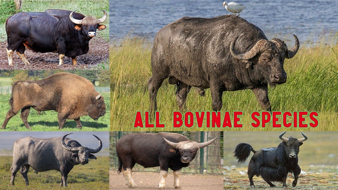 All Bovine species/complete list of bovine/bovine/bovinae/bovidae