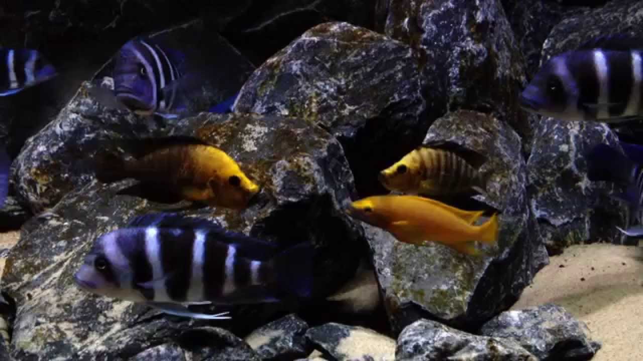 Compressiceps vs leleupi